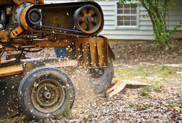 stump removal in Memphis